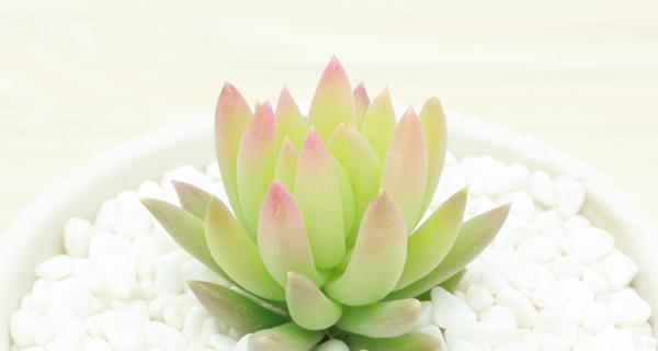 什么花的花语代表堕落？揭秘堕落之花的神秘含义？
