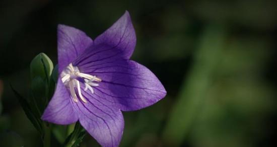 什么花代表放弃爱你的花语？
