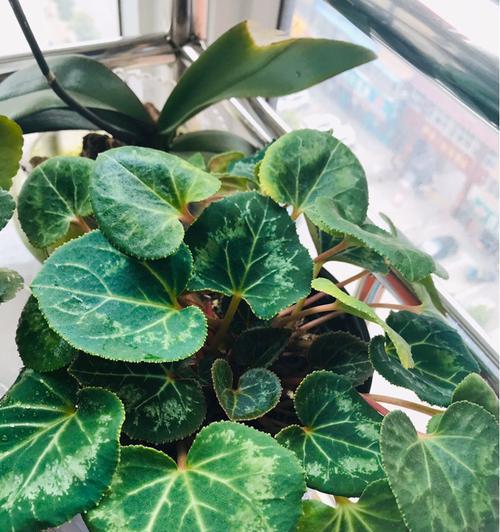 栗豆树会开花吗？开花时是什么样的？