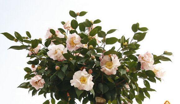 什么花的花语代表放松？如何通过花卉表达放松的心情？