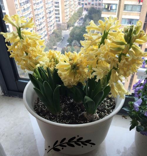 什么花代表放下？揭秘具有释怀意义的花卉花语是什么？