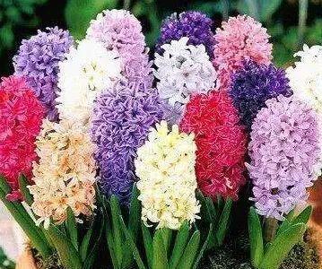 什么花的花语代表放下过往？如何通过花卉表达释怀的情感？