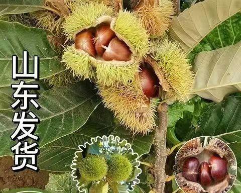 栗子的产地是哪里？全球主要栗子生产国有哪些？
