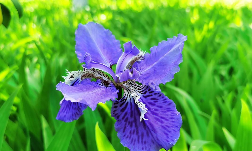 什么花代表分离的花语？了解分离之花的含义和象征意义是什么？