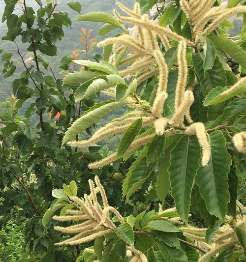 栗子花的香味独特吗？如何描述它的气味？