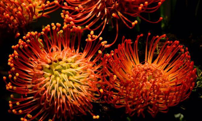 什么花代表奋斗精神？花语中奋斗的花有哪些？