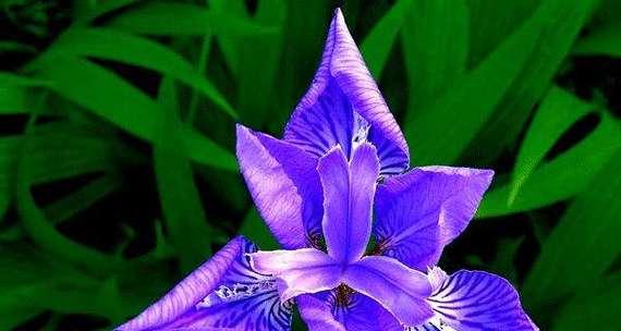 什么花代表奋斗精神？花语中奋斗的花有哪些？