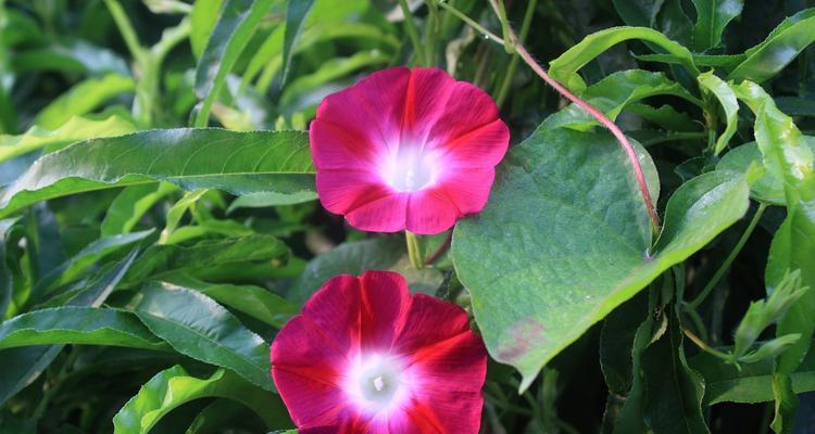 什么花代表奋斗精神？花语中奋斗的花有哪些？