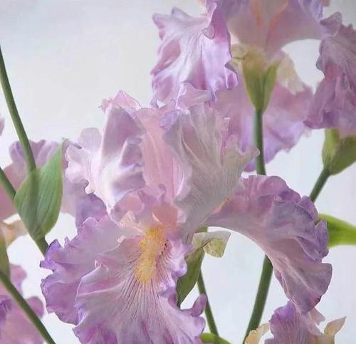什么花的花语代表讽刺？揭秘讽刺含义的花卉有哪些？