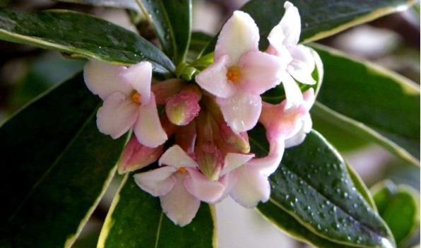 什么花代表复仇的花语？这种花的含义是什么？