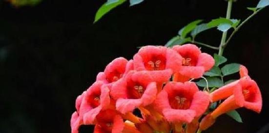 什么花代表复仇的花语？这种花的含义是什么？