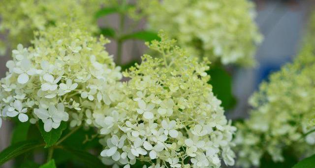 什么花代表复仇的花语？这种花的含义是什么？