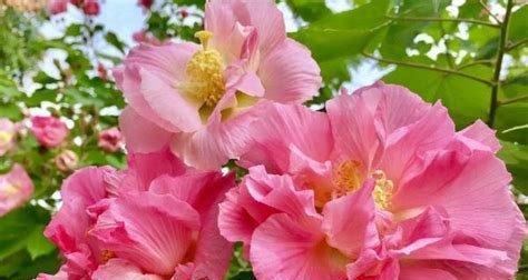 什么花代表复活的花语？了解复活节花卉的含义是什么？