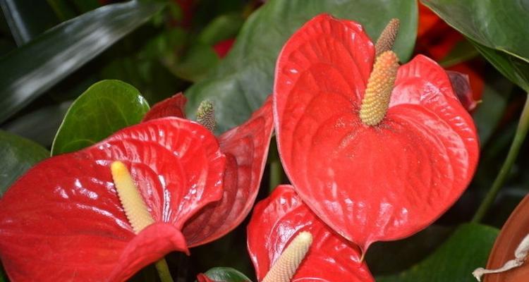 什么花代表父爱？花语中父爱的象征是什么花？