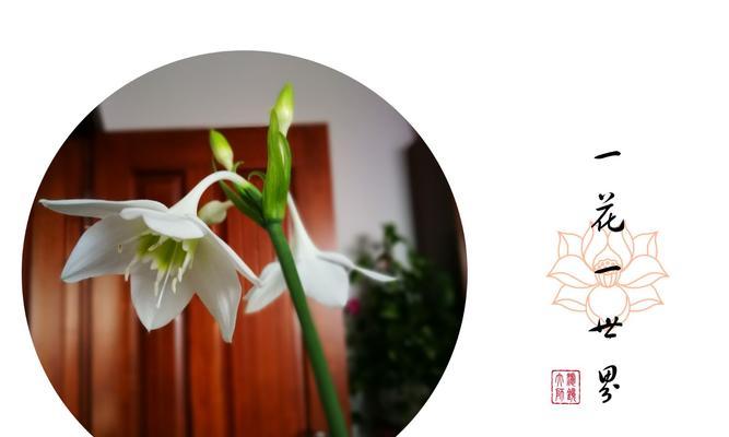 什么花代表父爱？花语中父爱的象征是什么花？