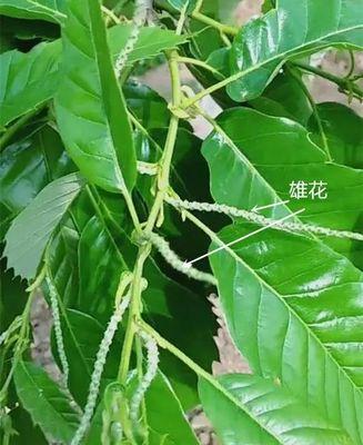栗子生芽了还能吃吗？如何判断栗子是否变质？