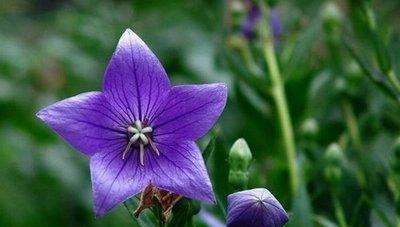 什么花代表父亲的花语？了解父亲节的花卉含义？