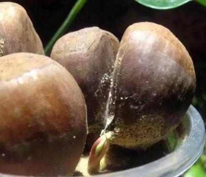 栗子生芽了还能吃吗？如何判断栗子是否变质？