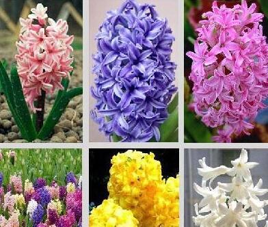 什么花代表父亲的花语？了解父亲节的花卉含义？