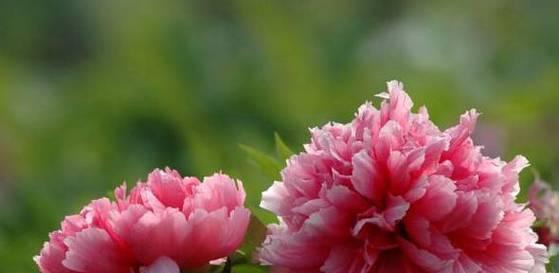 什么花的花语代表富贵？富贵花有哪些？