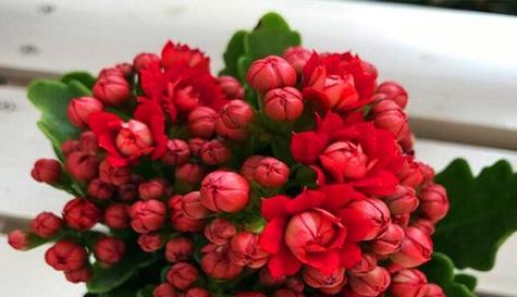 什么花的花语代表富贵？富贵花有哪些？