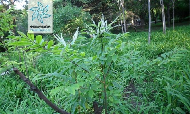 栗子属于被子植物吗？它的分类和特点是什么？