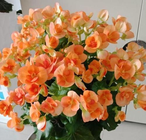 什么花代表富贵发财？揭秘花语背后的含义？