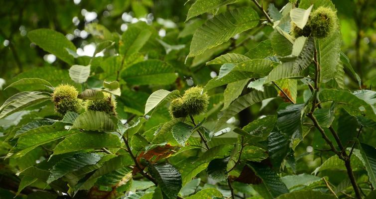 栗子属于被子植物吗？它的分类和特点是什么？