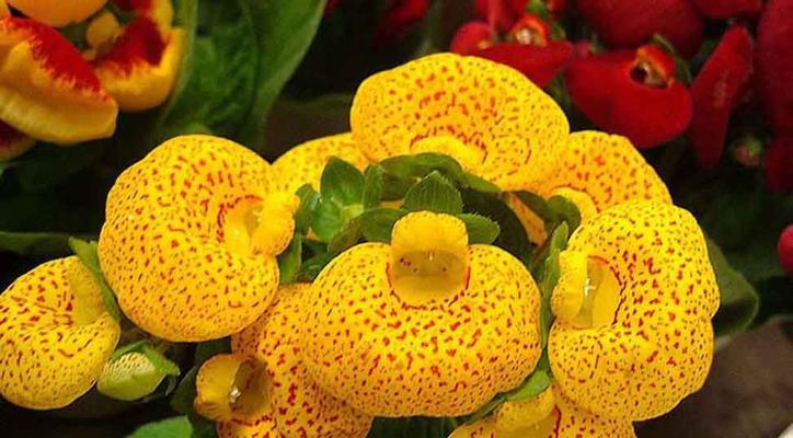 什么花代表富贵发财？揭秘花语背后的含义？