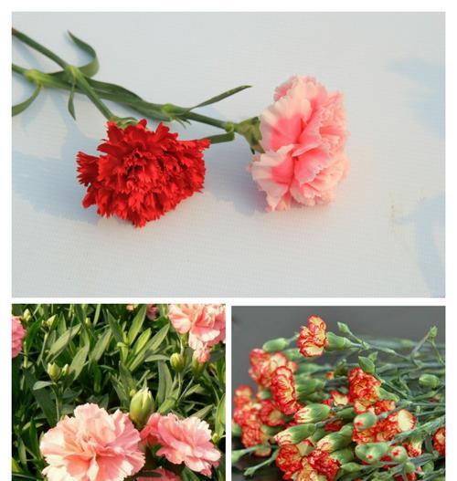 什么花代表感恩？花语中感恩的花卉有哪些？