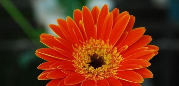 什么花代表感恩？花语中感恩的花卉有哪些？