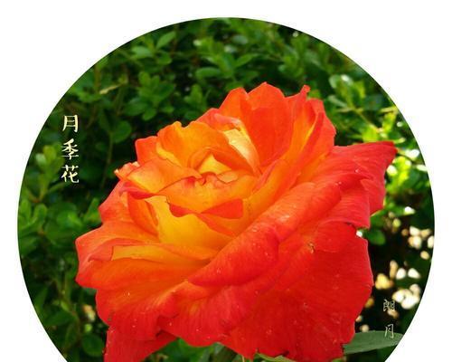 什么花代表感恩？花语中感恩的花卉有哪些？