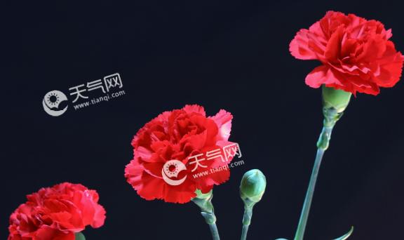 什么花代表感恩？花语中感恩的花有哪些？