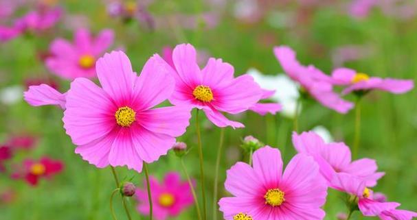 什么花代表感恩？花语中感恩的花有哪些？