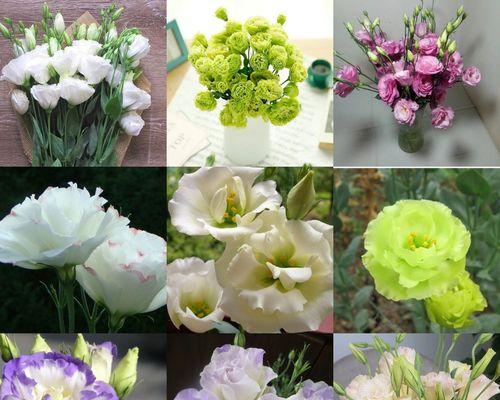 什么花代表感恩？花语中感恩的花有哪些？