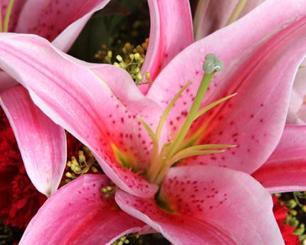 什么花代表感恩感谢？花语中感恩感谢的花卉有哪些？