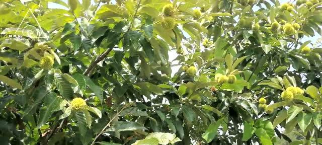 栗子属于什么植物种类？它的生长环境有哪些特点？