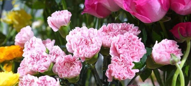 什么花代表感恩感谢？花语中感恩感谢的花卉有哪些？