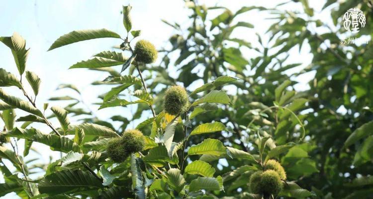栗子树几年结果？种植几年才长果实？