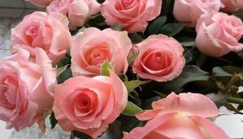 什么花代表感谢？了解花语背后的含义是什么？