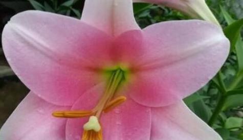 什么花代表感谢？了解花语背后的含义是什么？