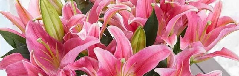 什么花代表感谢？了解花语背后的含义是什么？