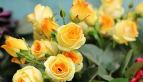 什么花代表感谢遇见你？花语中表达感谢的花卉有哪些？