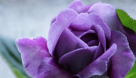 什么花代表感谢遇见你？花语中表达感谢的花卉有哪些？