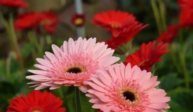 什么花代表感谢遇见你？花语中表达感谢的花卉有哪些？
