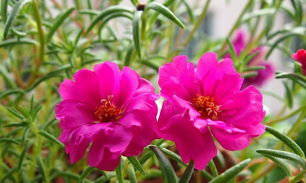 什么花的花语代表高贵和神秘？揭秘花语背后的故事！