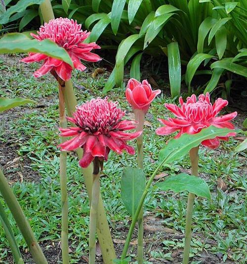 什么花的花语代表高贵和神秘？揭秘花语背后的故事！