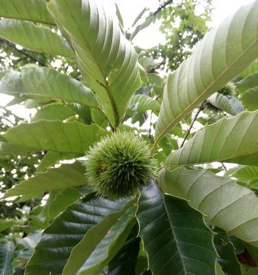 栗子发芽需要多长时间？怎样快速发芽的技巧是什么？