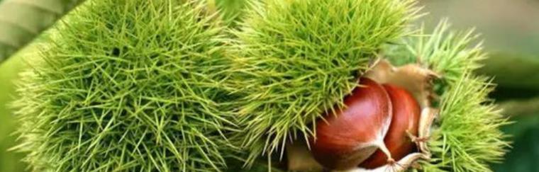栗子发芽需要多长时间？怎样快速发芽的技巧是什么？