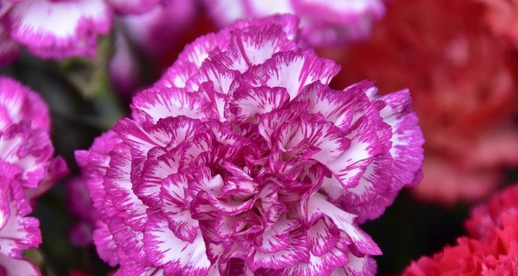 什么花的花语代表高冷？揭秘高冷花语的含义是什么？